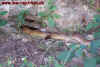 burma_6.jpg (993576 Byte)
