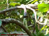 burma_7.jpg (727601 Byte)