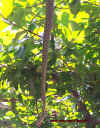 burma_8.jpg (924479 Byte)