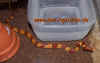 laticinctus_2.jpg (383470 Byte)