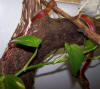 images/laticinctus_6_small.jpg