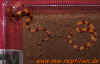 laticinctus_7.jpg (461181 Byte)