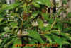 malaysia_6.jpg (42827 Byte)