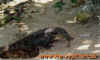 malaysia_8.jpg (38517 Byte)
